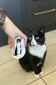 tuxedo.jpg