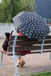 Schwarzer Regenschirm mit Bezug für Katzenliebhaber