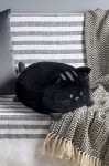 Schwarzes Kissen in Form einer Katze