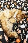 Schwarze Bettwäsche mit Katzenmuster